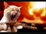 cat chooses violence
