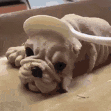 dogcapitation
