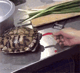 turtle-eat-pickle