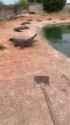 crocodile bonk_thumb.jpg
