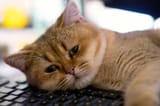 nat_sad-cat-10