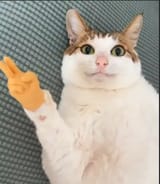2025-04-20 13_10_03-Cats 2 - GIFs - Imgur — Mozilla Firefox