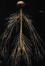 nervoussystem