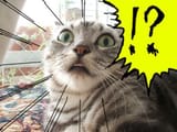 cat shock_face