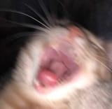 cathystericallaughter