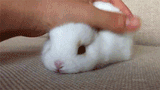 Bunny-GIF-source