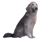 acecombatdog