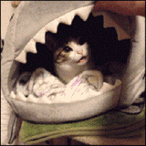 giphy (3)