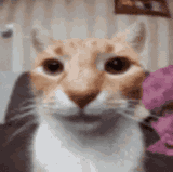 cat-staring-at-camera-fr