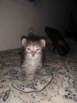 Tumblr_l_655429249957939