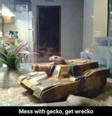 Geckotank