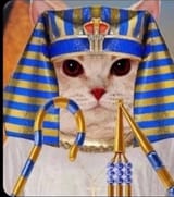 Egyptian cat