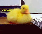 duck