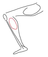 leg