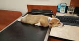 tired-dog