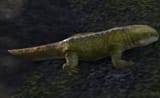 afeatherlessargonian