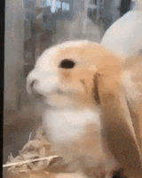 Bunny smile