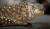 Perentie-JEP_3897-e1684970193543