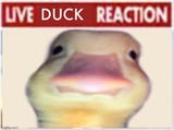 quack