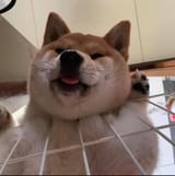 chimkennigger