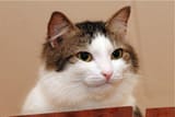 readycat