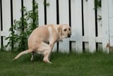 the dog