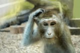 monkey-scratching-his-head-animal-600nw-1044003340
