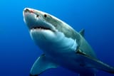 great-white-shark-pic-3058527734