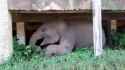 Stealth elephant_thumb.jpg