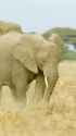 Elephant wig_thumb.jpg