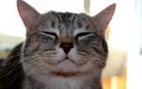 nat_Cat_smiles_058860_