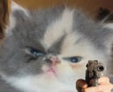 angry cat pistol