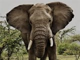 elephant