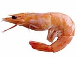 shrimp