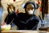 monkey get funky