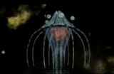 Jellyfish Is Watching