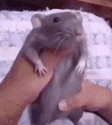 DancingRat