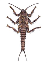 Freshwater river bug
