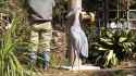 shoebillpets_thumb.jpg