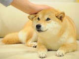pet doge
