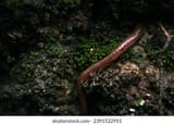 ground-worm-crawling-on-mossy-260nw-2391522951