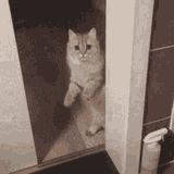door-hide