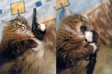 end it all cat