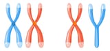 chromosome