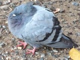 pigeon fluffed up