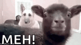 giphy (1)