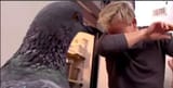 ramsey dabs on an innocent pigeon 
