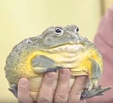 Fat froge