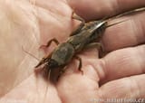 gryllotalpa
