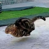 GtfNjFSXEAAIKgM